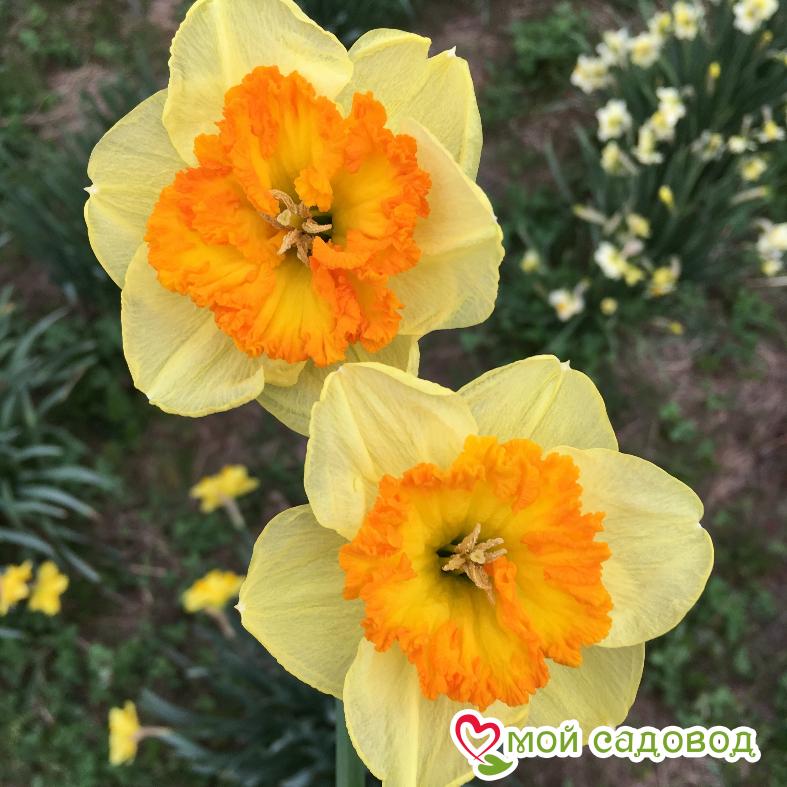 Нарцисс Берлин крупнокорончатый