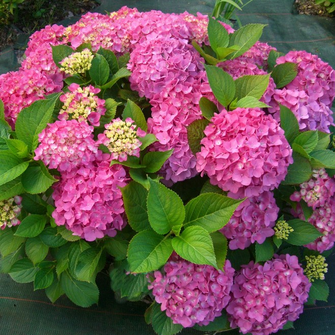 Гортензия крупнолистовая Фрейденштейн ЗКС